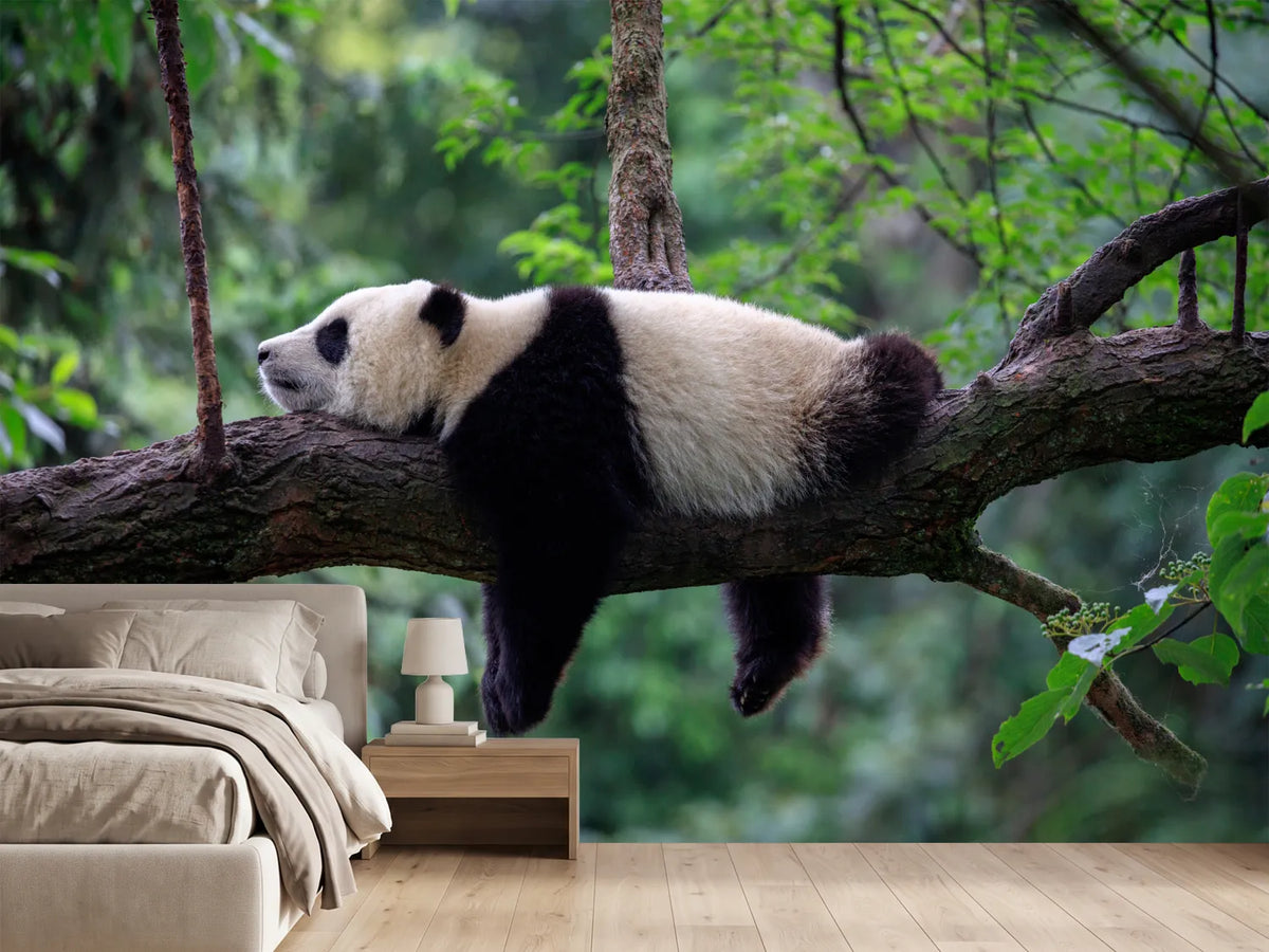 photo-wallpaper-sleeping-panda-draped-over-a-branch-in-lush-green-forest