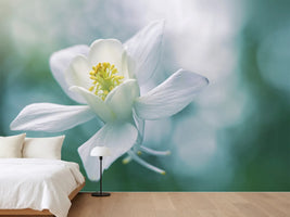 photo-wallpaper-purity-xbj