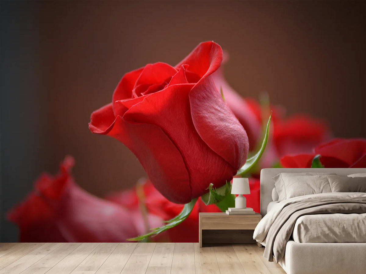 photo-wallpaper-red-rose-in-xl