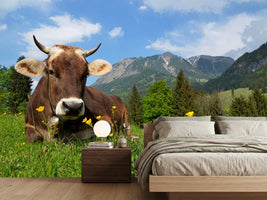 photo-wallpaper-cow-lying-in-grass-on-alpine-pasture-bavaria