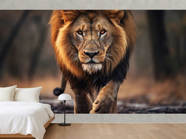 photo-wallpaper-male-lion-walking-looking-straight-at-the-camera-national-wildlife-day