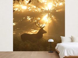 photo-wallpaper-ghost-of-the-forest
