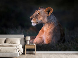 photo-wallpaper-lone-lioness-x