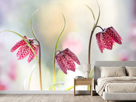 photo-wallpaper-snakes-head-fritillary-x