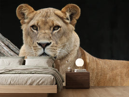 photo-wallpaper-proud-lioness