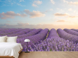 photo-wallpaper-the-blooming-lavender-field