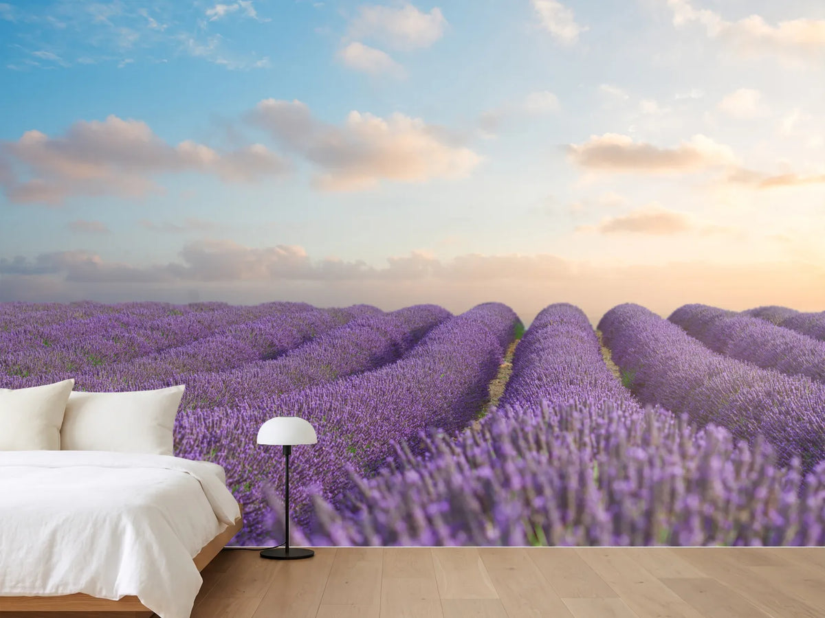 photo-wallpaper-the-blooming-lavender-field