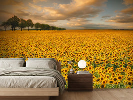 photo-wallpaper-sunflowers