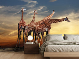 photo-wallpaper-girafe-at-sunset