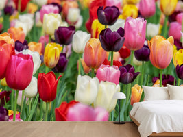 photo-wallpaper-the-colors-of-the-tulips