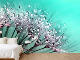 photo-wallpaper-macro-dandelion-p