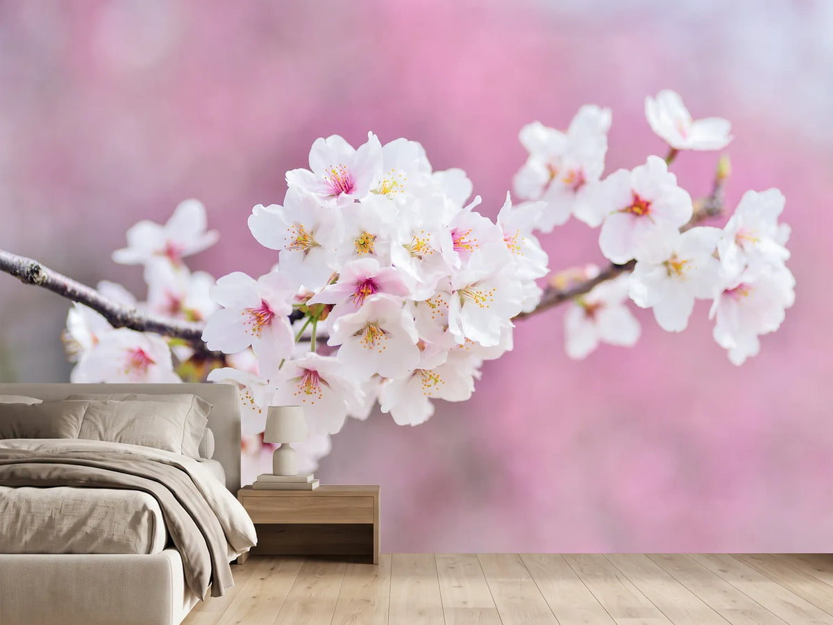 photo-wallpaper-cherry-blossoms-xxl