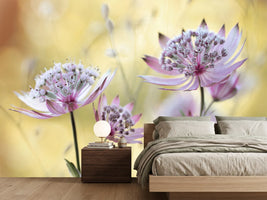 photo-wallpaper-astrantia-major