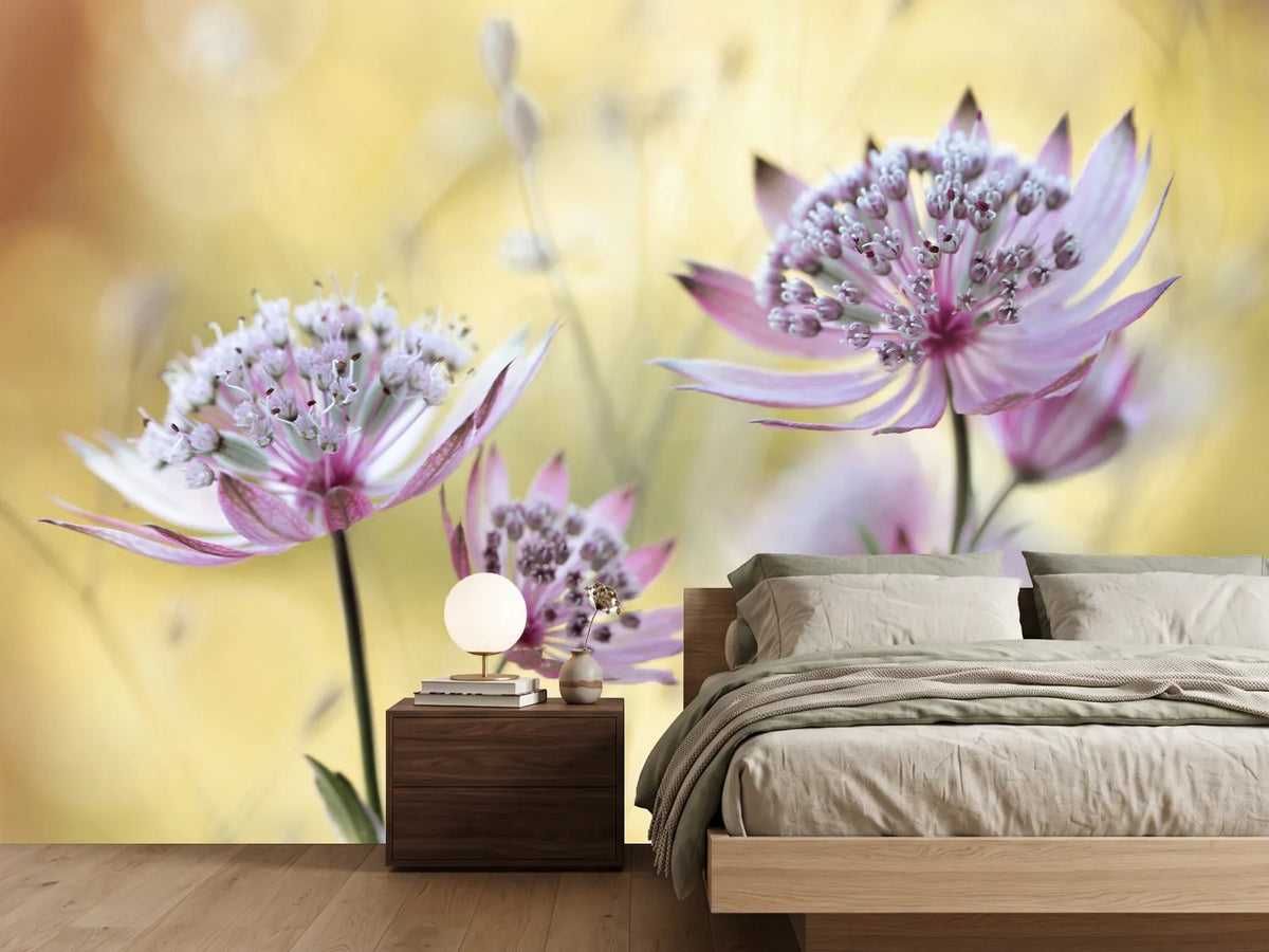 photo-wallpaper-astrantia-major