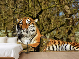 photo-wallpaper-proud-tiger