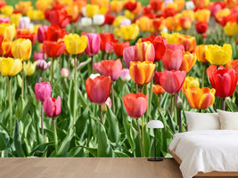 photo-wallpaper-a-colorful-tulip-field