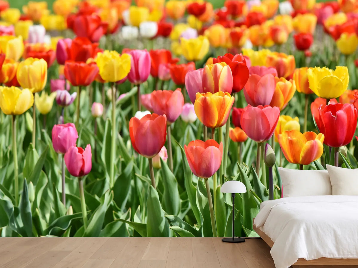photo-wallpaper-a-colorful-tulip-field