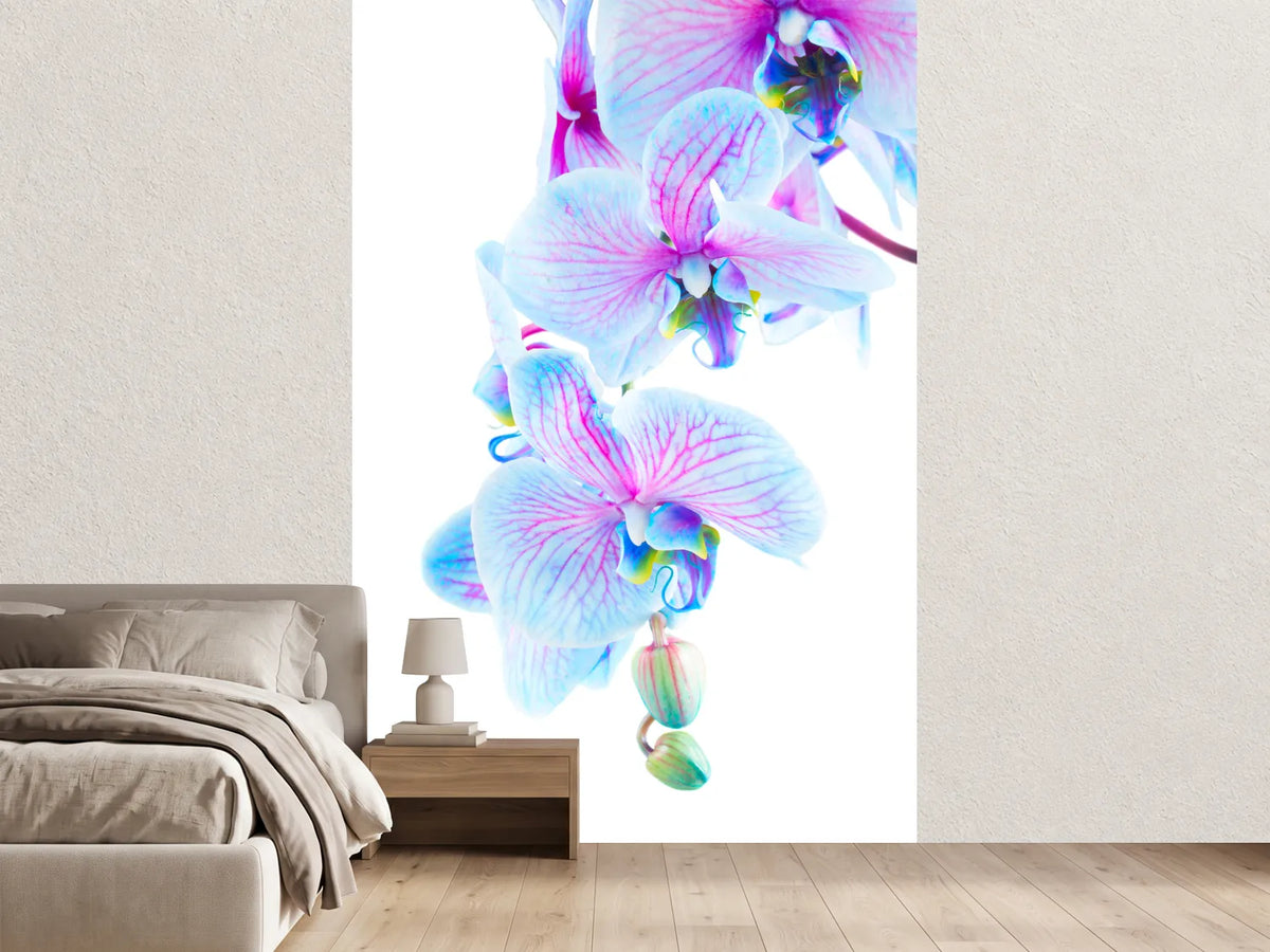 photo-wallpaper-orchid-butterfly
