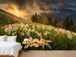 photo-wallpaper-white-carpet-xvs