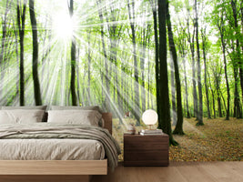 photo-wallpaper-magic-light-in-the-trees