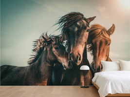 photo-wallpaper-wild-horse-family