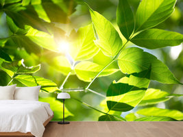 photo-wallpaper-go-green