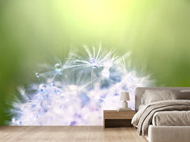photo-wallpaper-dandelion-xl-in-morning-dew