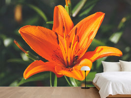 photo-wallpaper-lilies-blossom-in-orange-xl