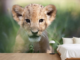 photo-wallpaper-lion-baby