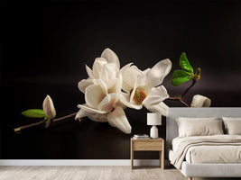 photo-wallpaper-magnolia