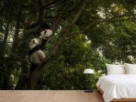photo-wallpaper-panda-x