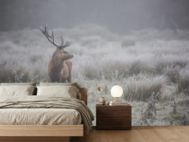 photo-wallpaper-stag-in-frosty-fog
