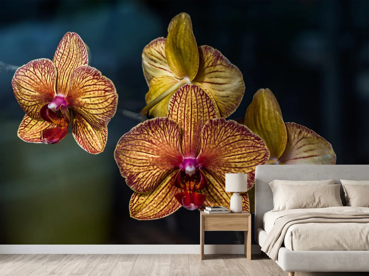 photo-wallpaper-orchidaceae