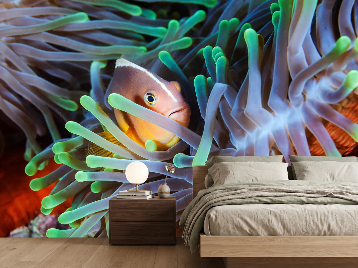 photo-wallpaper-clownfish
