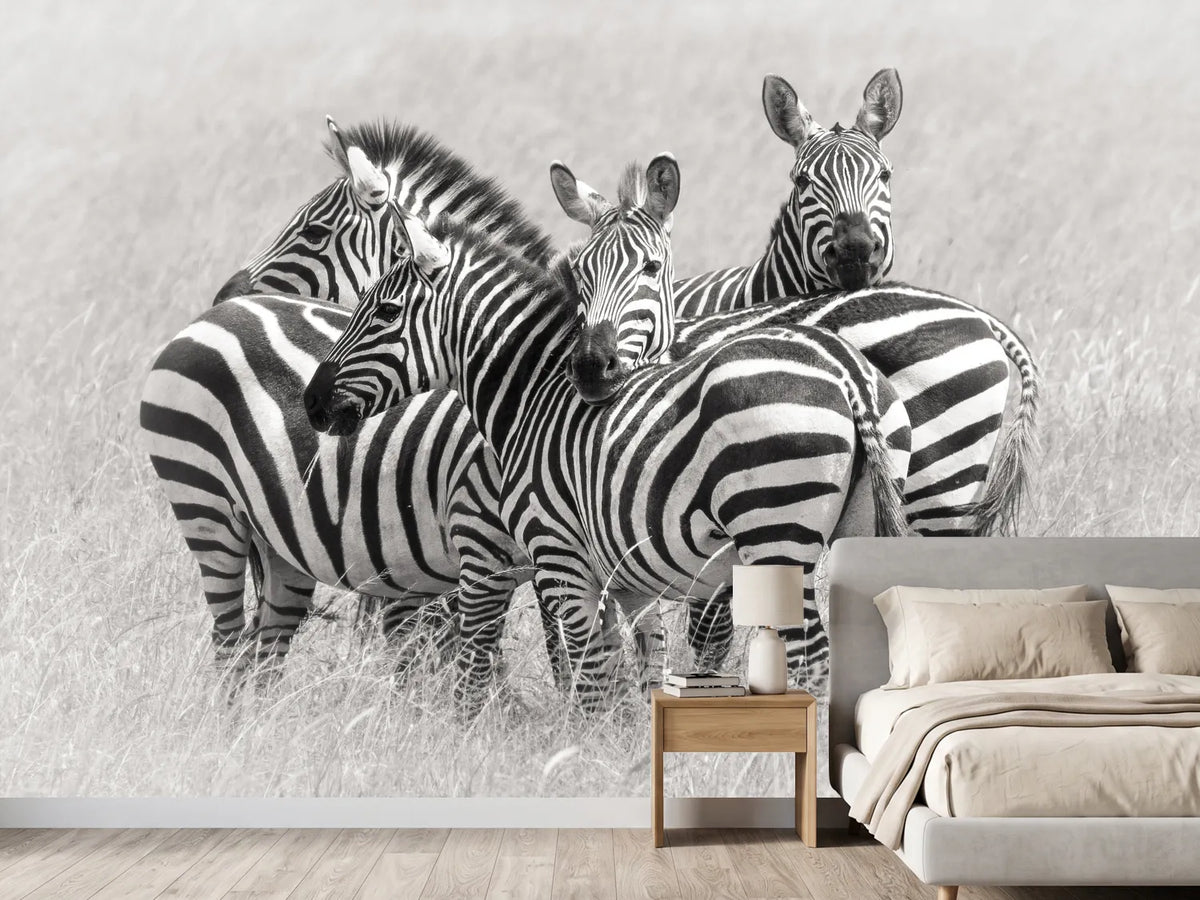 photo-wallpaper-zebras-x