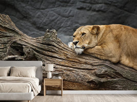 photo-wallpaper-dreaming-lioness