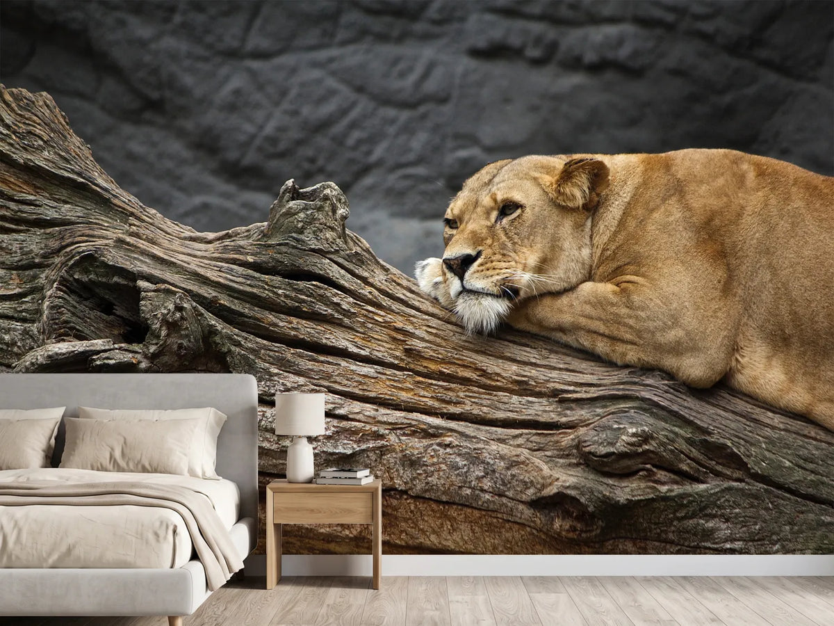 photo-wallpaper-dreaming-lioness