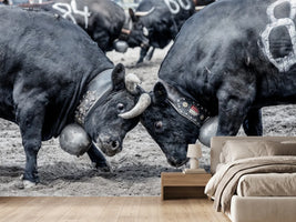 photo-wallpaper-battle-of-the-herens-cows-in-valais