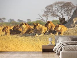 photo-wallpaper-lion-family