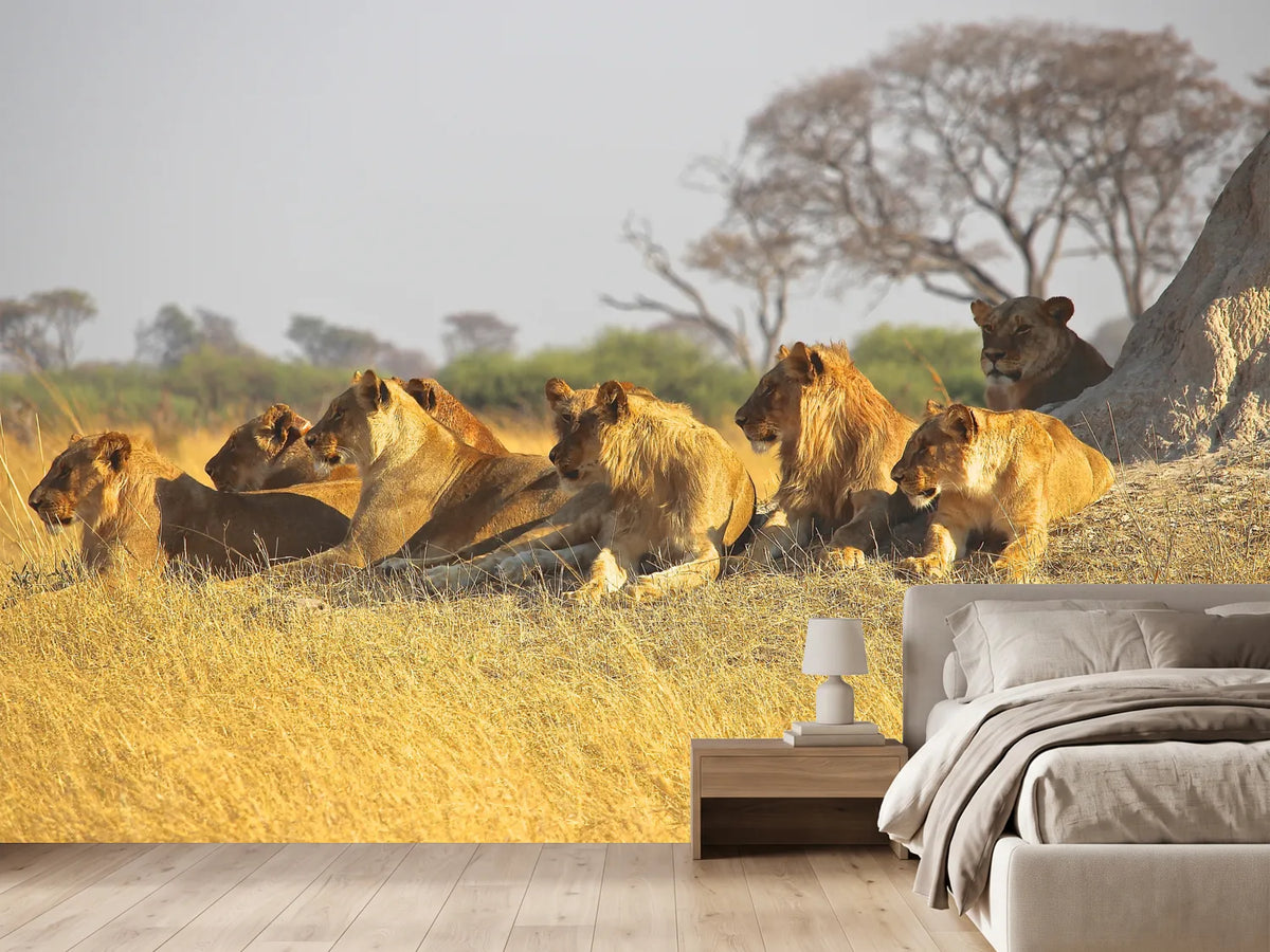 photo-wallpaper-lion-family