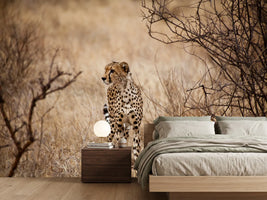 photo-wallpaper-elegant-cheetah