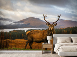 photo-wallpaper-scottish-stag