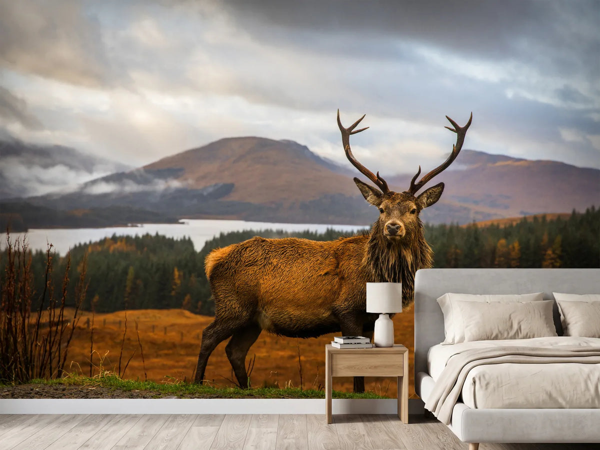 photo-wallpaper-scottish-stag