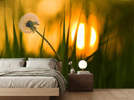 photo-wallpaper-sunbathing
