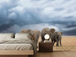 photo-wallpaper-elephant-walk-x