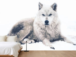 photo-wallpaper-the-wolf