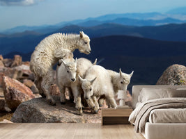 photo-wallpaper-baby-goats-at-play-x