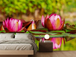 photo-wallpaper-red-water-lily-trio