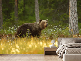 photo-wallpaper-brown-bear-x
