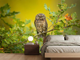 photo-wallpaper-eurasian-scops-owl-x